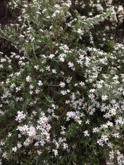 Olearia ramulosa