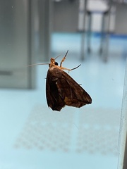 Oraesia emarginata