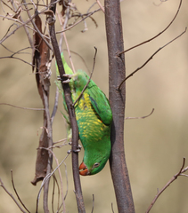 Trichoglossus chlorolepidotus