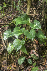 Homalomena debilicrista