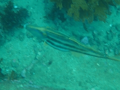 Meuschenia trachylepis