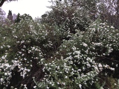 Olearia ramulosa