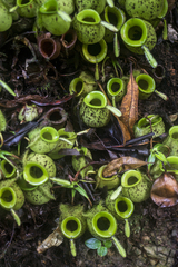 Nepenthes ampullaria