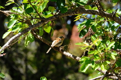 Emberiza flaviventris