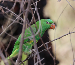 Trichoglossus chlorolepidotus