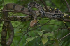 Boiga cynodon