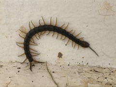 Scolopendra