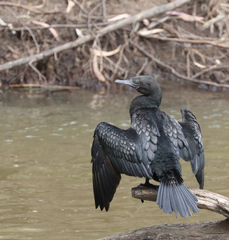 Phalacrocorax sulcirostris