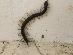 Scolopendra