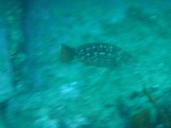 Notolabrus gymnogenis