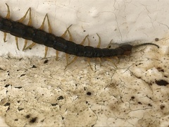 Scolopendra