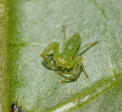 Cetratus rubropunctatus