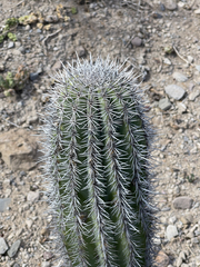 Pachycereus pringlei