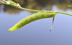 Eumorpha fasciatus