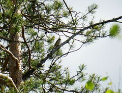 Emberiza rustica