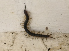 Scolopendra