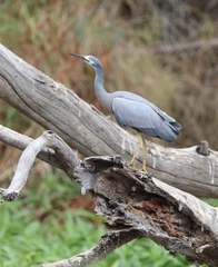 Egretta novaehollandiae