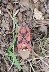 Spilostethus pandurus