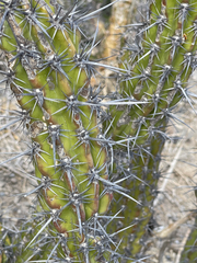 Stenocereus gummosus