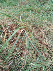 Elymus repens