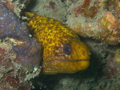 Gymnothorax pseudothyrsoideus