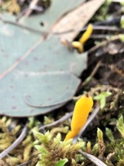 Clavulinopsis amoena