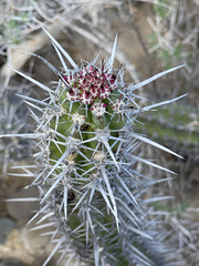 Stenocereus gummosus