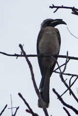 Lophoceros nasutus