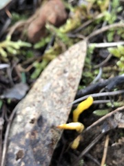 Clavulinopsis amoena