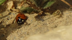 Coccinella