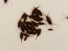 Ligia exotica