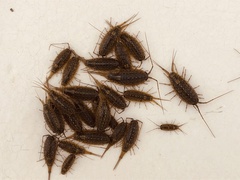 Ligia exotica