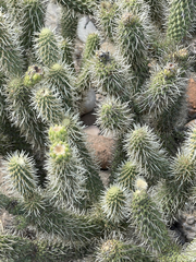 Cylindropuntia bigelovii ciribe