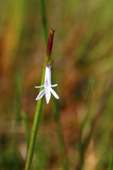 Lobelia dortmanna
