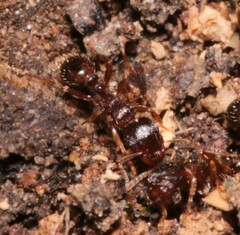 Tetramorium caespitum