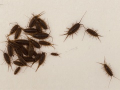 Ligia exotica