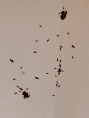 Ligia exotica