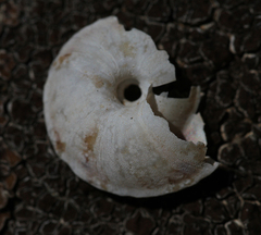 Helicigona lapicida
