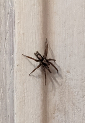 Herpyllus propinquus