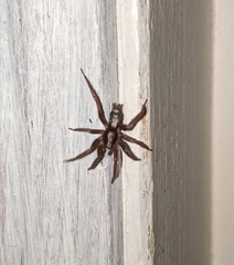 Herpyllus propinquus