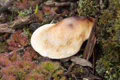 Omphalotus nidiformis