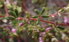 Indigofera sp9