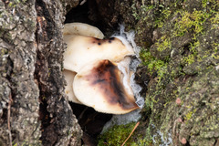 Omphalotus nidiformis