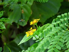 Zonamegilla