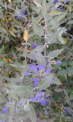 Caryopteris × clandonensis