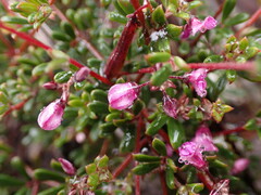 Indigofera sp9