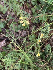 Linaria vulgaris