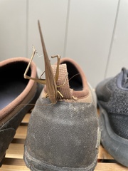 Neoconocephalus triops