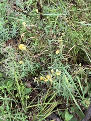 Linaria vulgaris