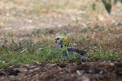 Platycercus adscitus